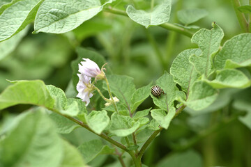Leptinotarsa decemlineata. Colorado bug potato. flowering potato and striped beetle pest, danger to crops. a species of insect from the family of leaf beetles sits on green potato leaves. close-up