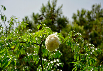 Puchowiec wspaniały, puszyste nasiona puchowca na gałęzi, otwarty strąk owocowy z puszystymi, jedwabistymi włóknami, Ceiba speciosa, floss silk tree, open fruit pod with displaying silk-like fibers © kateej