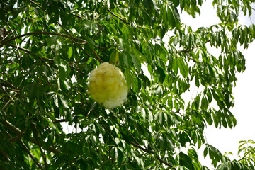 Puchowiec wspaniały, puszyste nasiona puchowca na gałęzi, otwarty strąk owocowy z puszystymi, jedwabistymi włóknami, Ceiba speciosa, floss silk tree, open fruit pod with displaying silk-like fibers © kateej
