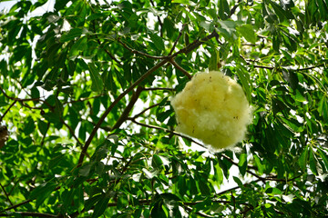 Puchowiec wspaniały, puszyste nasiona puchowca na gałęzi, otwarty strąk owocowy z puszystymi, jedwabistymi włóknami, Ceiba speciosa, floss silk tree, open fruit pod with displaying silk-like fibers © kateej