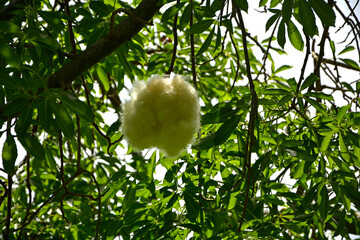 Puchowiec wspaniały, puszyste nasiona puchowca na gałęzi, otwarty strąk owocowy z puszystymi, jedwabistymi włóknami, Ceiba speciosa, floss silk tree, open fruit pod with displaying silk-like fibers © kateej