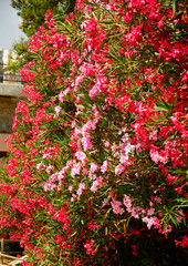 Oleander pospolity, rózowe kwiaty oleandra, kwitnący oleander, Nerium oleander, Pink oleander flowers, Bush with pink flowers oleander 