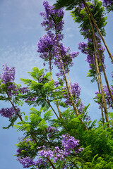 kwitnąca jakaranda, fioletowe kwiaty drzewa jakaranda, jakaranda mimozolistna, Jacaranda mimosifolia, branch of jacaranda purple flowers tree, blossoming Jacaranda, flowers of a jacaranda tree © kateej
