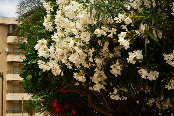Oleander pospolity, białe kwiaty oleandra, kwitnący oleander, Nerium oleander, white oleander flowers, Bush with white flowers oleander  © kateej