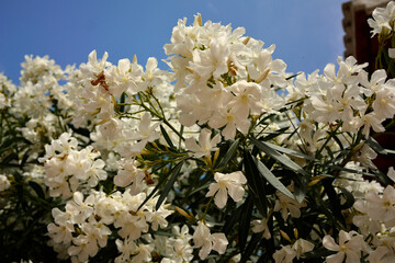 Oleander pospolity, białe kwiaty oleandra, kwitnący oleander, Nerium oleander, white oleander flowers, Bush with white flowers oleander  © kateej
