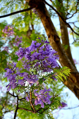kwitnąca jakaranda, fioletowe kwiaty drzewa jakaranda, jakaranda mimozolistna, Jacaranda mimosifolia, branch of jacaranda purple flowers tree, blossoming Jacaranda, flowers of a jacaranda tree © kateej