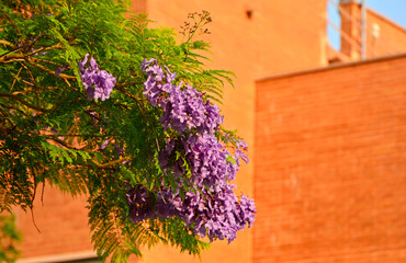 kwitnąca jakaranda, fioletowe kwiaty drzewa jakaranda, jakaranda mimozolistna, Jacaranda mimosifolia, branch of jacaranda purple flowers tree, blossoming Jacaranda, flowers of a jacaranda tree © kateej