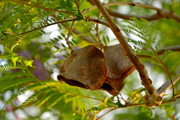 owoce egzotycznego drzewa jakaranda, zdrewniały strąk nasienny jakarandy, Jacaranda mimosifolia,  jacaranda seed pod, seed pods of jacaranda tree
