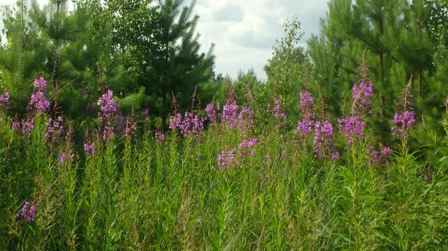 Purple fireweed flowers sway gently in summer breeze, creating vibrant display against backdrop of green grass and dense forest under cloudy sky. Blooming fireweed in summer meadow near lush forest