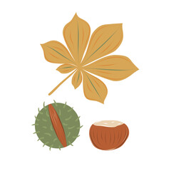 Horse chestnut elements set. Autumn yellow leaf, mature brown conker and  cracked green hask. Falling season. Isolated vector illustration. 