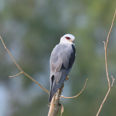 Black-winged Kite Elanus caeruleus Rodent control pest control Graceful raptor with black wing patches, piercing red eyes. Hovers over open fields, hunts rodents