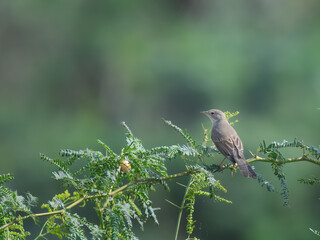 juvenile non breeding Common Whitethroat or Greater Whitethroat Curruca communis white brownish gray warbler.  Scrublands hedgerows. Insects  spiders berries. Migratory Pakistan winter 