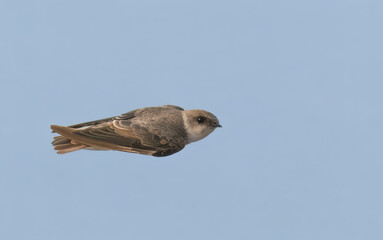 Grey-throated Martin Asian Plain Martin Riparia chinensis flight flying sky indus river pakistan

Tiny aerial hunter, swoops snatches insects in flight. Favor open areas near water
