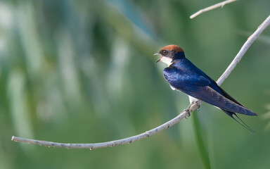 Wire-tailed Swallow Hirundo smithii  iridescent blue black plumage needle thin tail streamers plains farms cultivated areas Indus River wetlands Pakistan insectivore, wildlife conservation