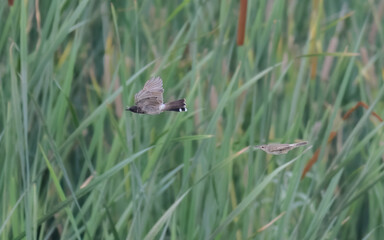 Red-vented Bulbul Pycnonotus cafer flying flight wetland swamp indus river vocal bird black crest crimson vent. Native to South Asia, invasive elsewhere wildlife, invasive species birdwatching theme