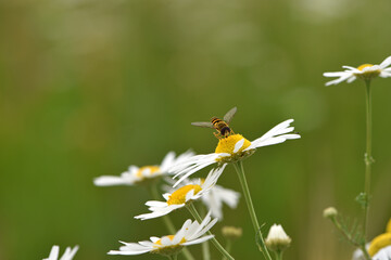Syrphidae sits on a field daisy. insect with the Latin name Syrphidae sits on a white daisy flower in the garden. spring time, beauty of nature. macro photo. nature background. delicate flowers