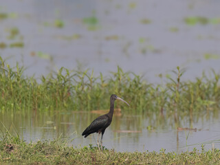 Glossy Ibis Plegadis falcinellus

Elegant wader with a curved bill Black blue iridescent plumage shimmers in sun. Probes mud for insects, crustaceans small fish. Migratory nomadic flocks