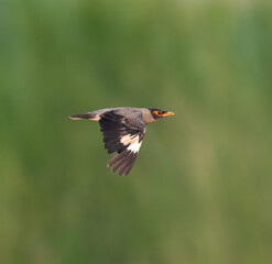 Bank Myna Acridotheres ginginianus pakistan urban bird brown plumage white wing patches sturnidae starling wildlife conservation nature photography south asia fauna biodiversity birding