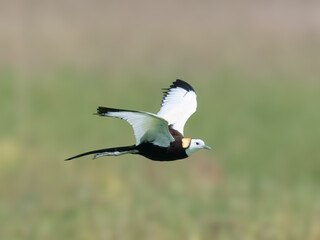 Pheasant-tailed Jacana Hydrophasianus chirurgus long tail streamers huge toes walking water lilies Pakistan wetlands polyandrous female summer migrant conservation urgent