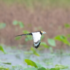 Pheasant-tailed Jacana Hydrophasianus chirurgus long tail streamers huge toes walking water lilies Pakistan wetlands polyandrous female summer migrant conservation urgent