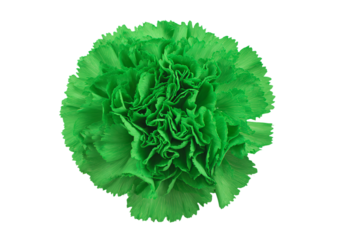 a green flower on a white background