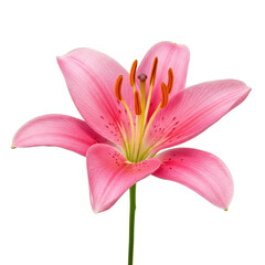 Fototapeta premium A vibrant pink lily flower with open petals, yellow pistil, and orange anthers, isolated on a transparent background with copy space, photorealistic macro studio shot, sharp focus, commercial