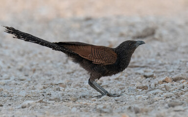 Young Juvenile Greater Coucal (Centropus sinensis) In Pakistan, found throughout the plains. Its booming call is music in rural landscape, raids other birds and has predatory instinct