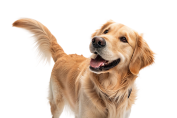 Golden Retriever dog standing and looking aside with wagging tail and joyful smile in studio on white background, full body view
