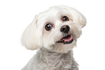 Adorable white Maltese dog with big round eyes and soft fluffy coat posing in studio on white background with happy expression