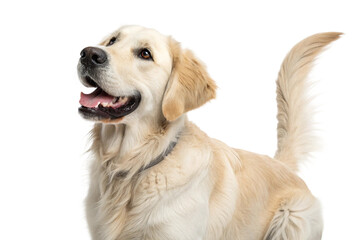 Happy light-colored Golden Retriever looking up with open mouth and wagging tail in studio, showing cheerful and friendly nature