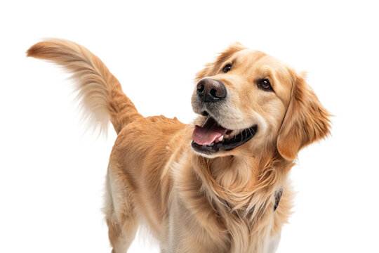 Golden Retriever dog standing and looking aside with wagging tail and joyful smile in studio on white background, full body view