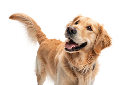 Golden Retriever dog standing and looking aside with wagging tail and joyful smile in studio on white background, full body view