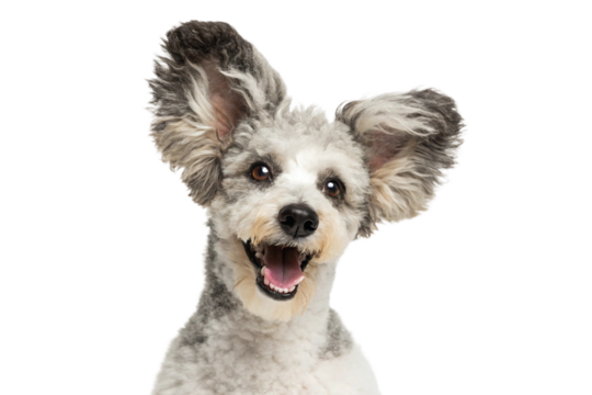 Close-up of gray Pumi dog with wide open mouth, fluffy ears and joyful expression in front of white studio background
