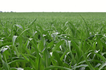 green corn leaves. Corn farm. photo of corn field. concept of good harvest, agricultural. Field of corn in spring or early summer. industrial background. close-up