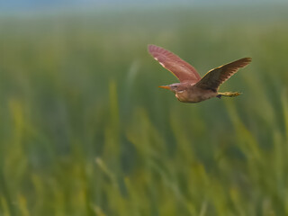 Cinnamon Bittern Ixobrychus cinnamomeus chestnut heron Pakistan wetlands stealthy reed hunter snatching fish frogs Indus River summer visitor climate change conservation wildlife photography