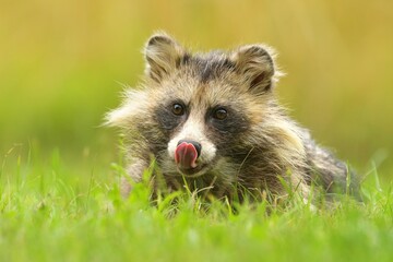 Common raccoon dog Nyctereutes procyonoides meadow Chinese Asian field closeup cute darling...
