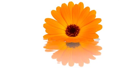 Orange flower reflected on water