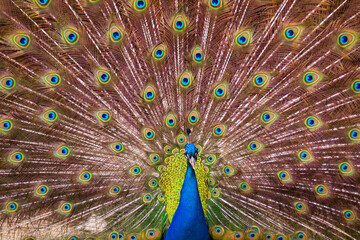 Vibrant Colorful Indian Blue Peacock with Large Tail Feathers Fanned