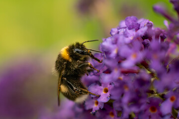 Trzmiel na budleji © Bogusaw