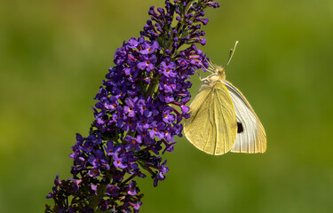 Motyl Bielinek kapustnik na budlei, © Bogusaw