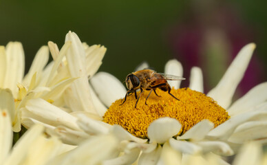 Gnojka wytrwała © Bogusaw