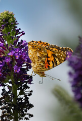  Motyl Rusałka osetnik © Bogusaw