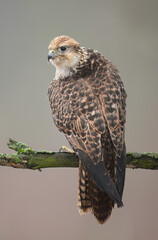 Saker falcon ( falco cherrug ) close up