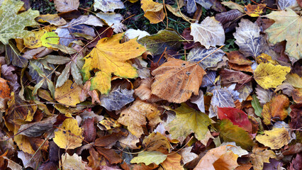 Dry leaves on the ground in a beautiful autumn forest. autumn background, fallen leaves in a forest or park. Grove. selective soft focus. autumn colors, beautiful season. autumn season, first frosts