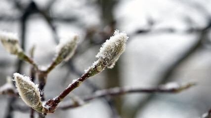 magnolia buds in ice. magnolia branch in early spring, close-up. Magnolia buds after the first snow. isolated on natural blurred background, cold time. macro photo, beauty of nature. frozen magnolia