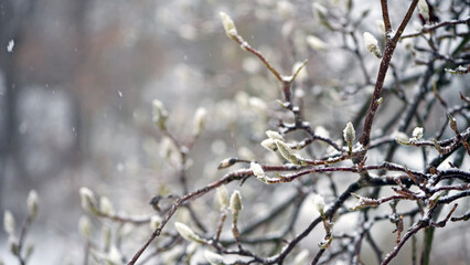 magnolia buds in ice. magnolia branch in early spring, close-up. Magnolia buds after the first snow. isolated on natural blurred background, cold time. macro photo, beauty of nature. frozen magnolia