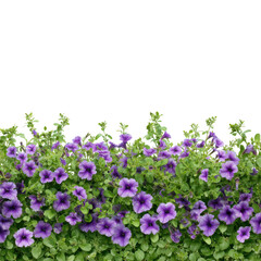 Obraz premium Purple petunia flowers isolated on transparent background