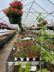 greenhouse with flowers