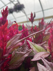 Magenta Greenhouse Flowers