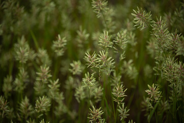 selective focus on soft green leaves background